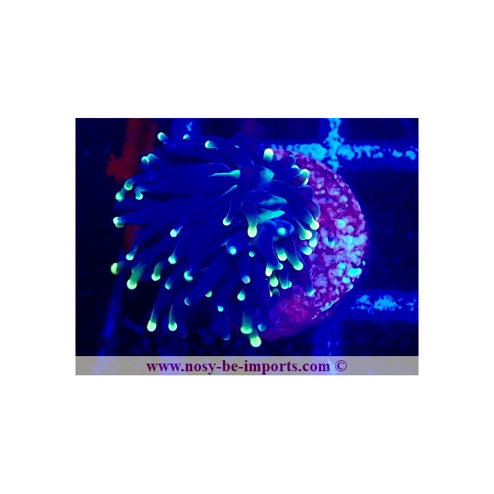 Euphyllia glabrescens WYSIWYG 04022025-11
