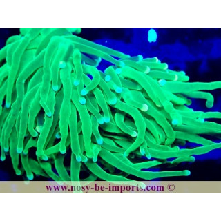 Euphyllia glabrescens WYSIWYG 04022025-12