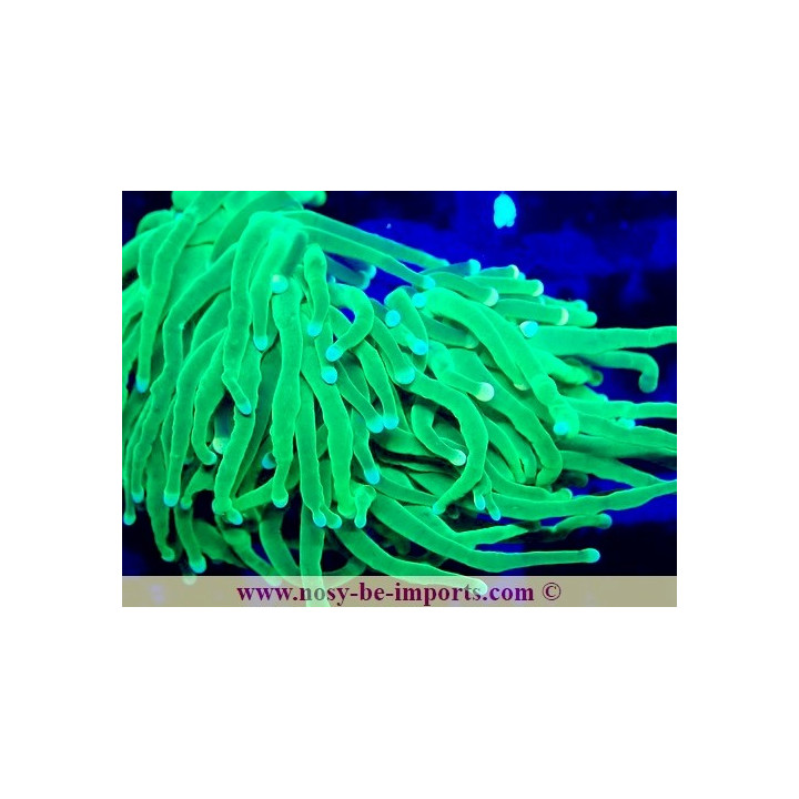 Euphyllia glabrescens WYSIWYG 04022025-12
