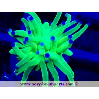 Euphyllia glabrescens WYSIWYG 04022025-13