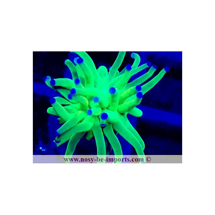 Euphyllia glabrescens WYSIWYG 04022025-13