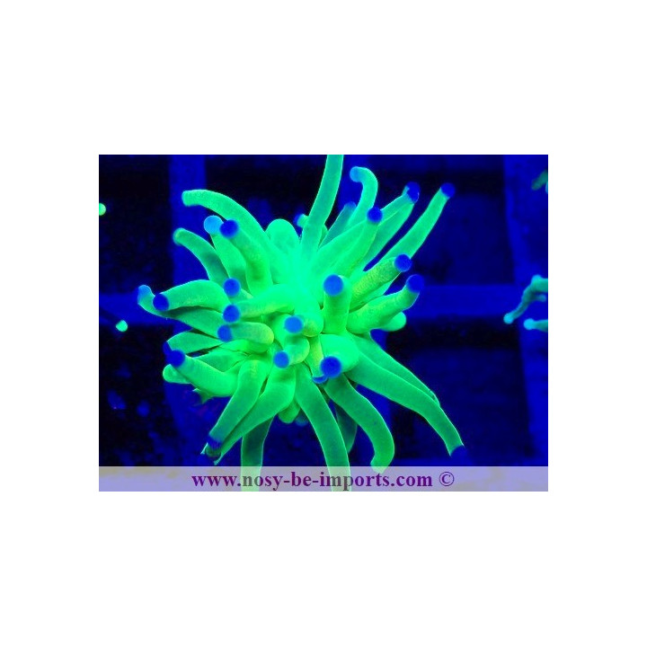 Euphyllia glabrescens WYSIWYG 04022025-13