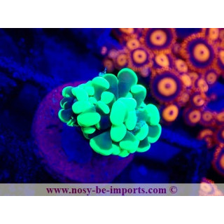 Euphyllia paraancora WYSIWYG 04022025-14