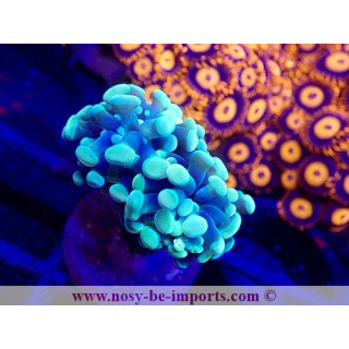 Euphyllia paraancora WYSIWYG 04022025-15