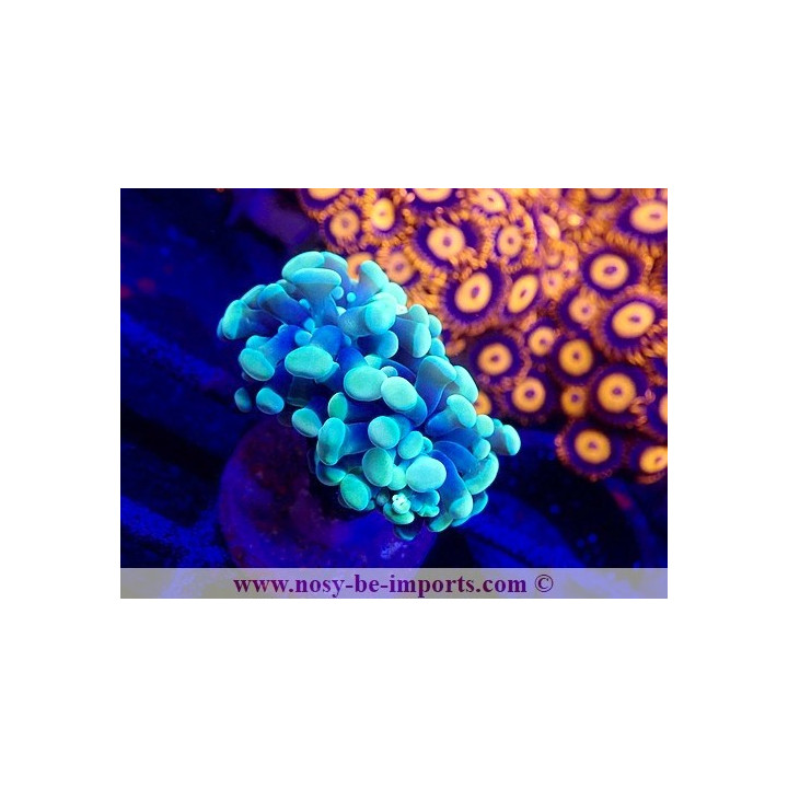 Euphyllia paraancora WYSIWYG 04022025-15