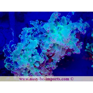 Euphyllia paradivisa WYSIWYG 04022025-17
