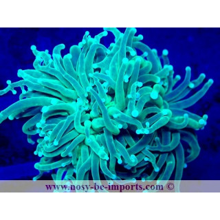 Euphyllia glabrescens WYSIWYG 04022025-18