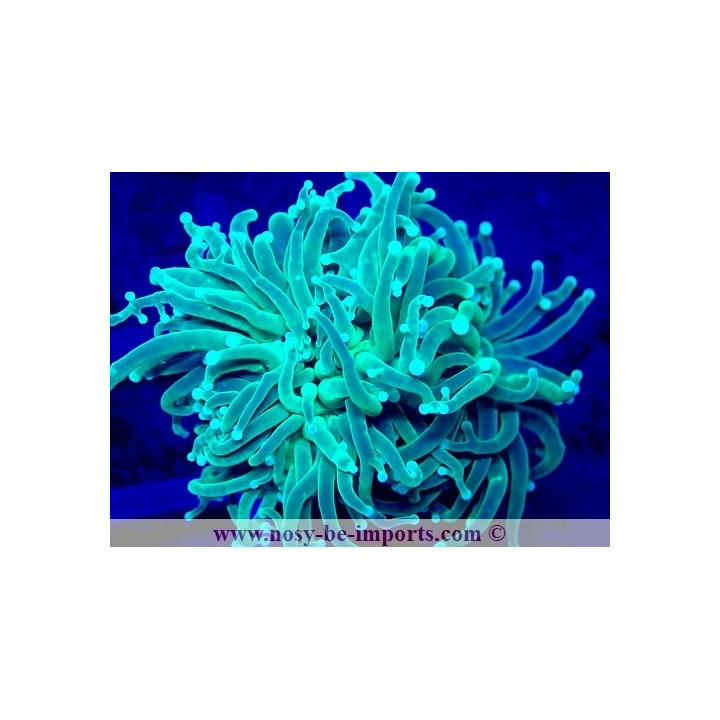 Euphyllia glabrescens WYSIWYG 04022025-18