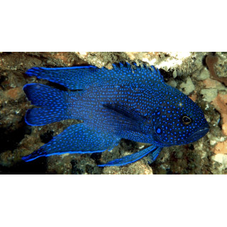 Paraplesiops meleagris
