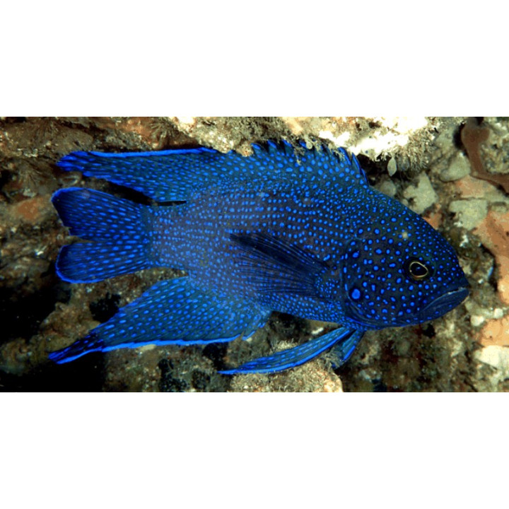 Paraplesiops meleagris