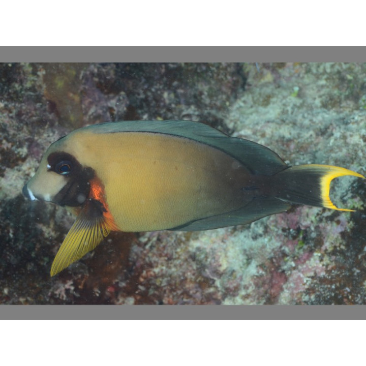 Acanthurus pyroferus