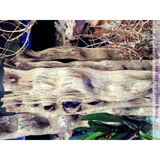 Liane plate 50-70 cm largeur 5-10 cm