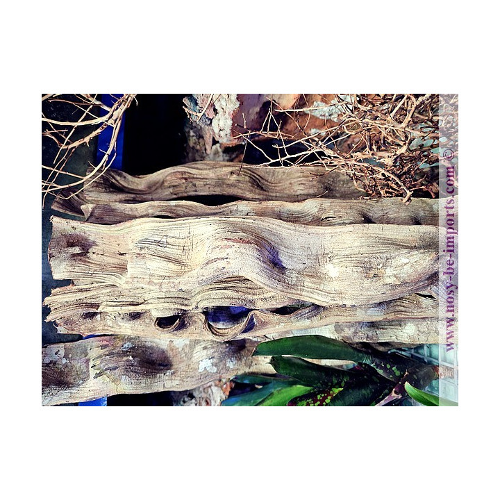 Liane plate 50-70 cm largeur 5-10 cm