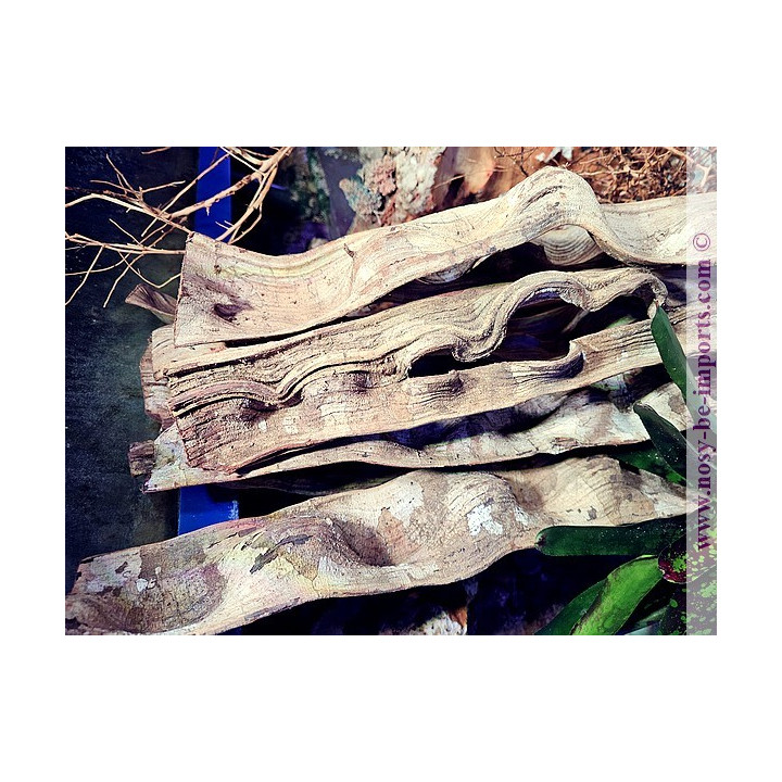Liane plate 50-70 cm largeur 5-10 cm