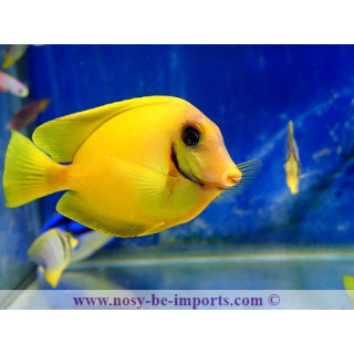Acanthurus pyroferus