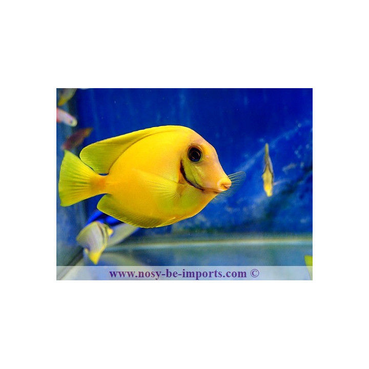Acanthurus pyroferus