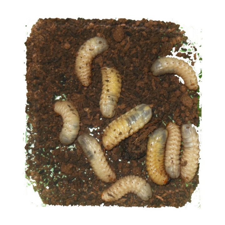 Larves de cétoine