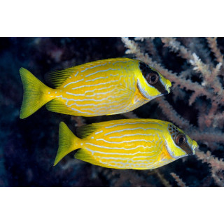 Siganus puellus