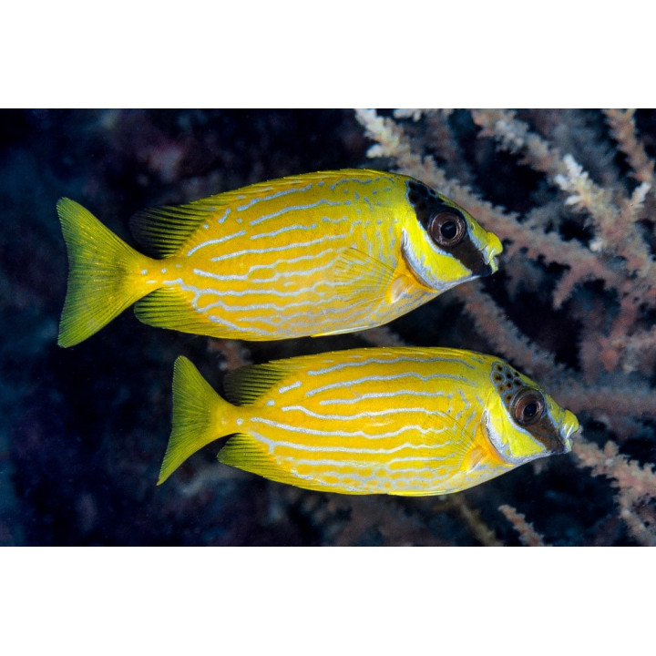 Siganus puellus