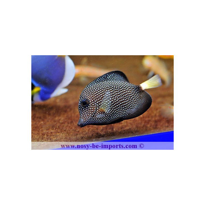 Zebrasoma gemmatum ELEVAGE