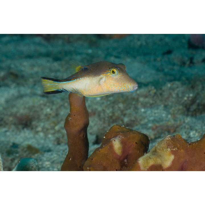 Canthigaster rostrata