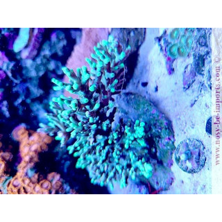 Acropora Turaki