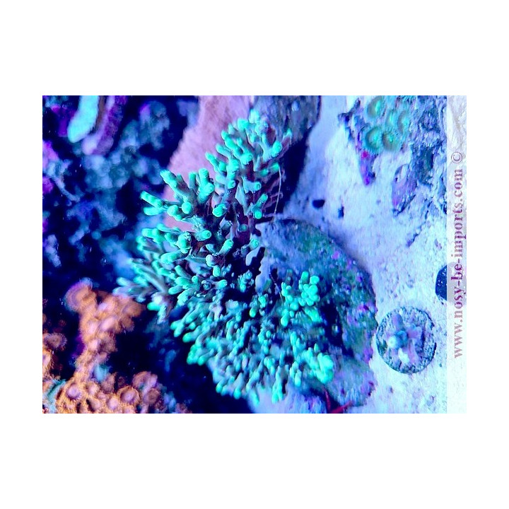 Acropora Turaki