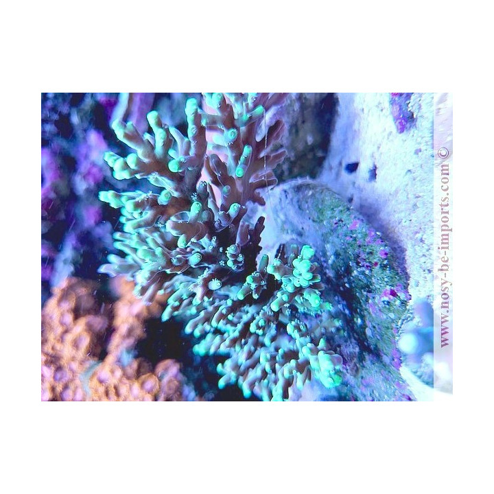 Acropora Turaki
