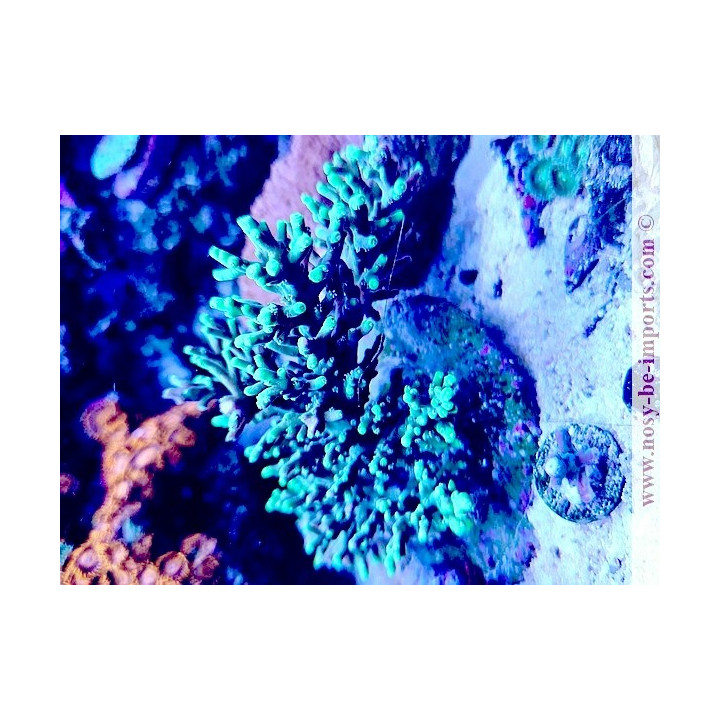 Acropora Turaki