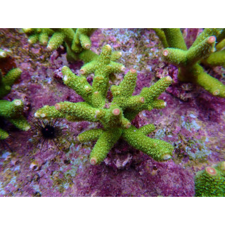 Acropora papillare