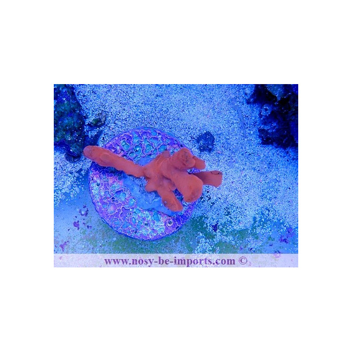 Montipora setosa