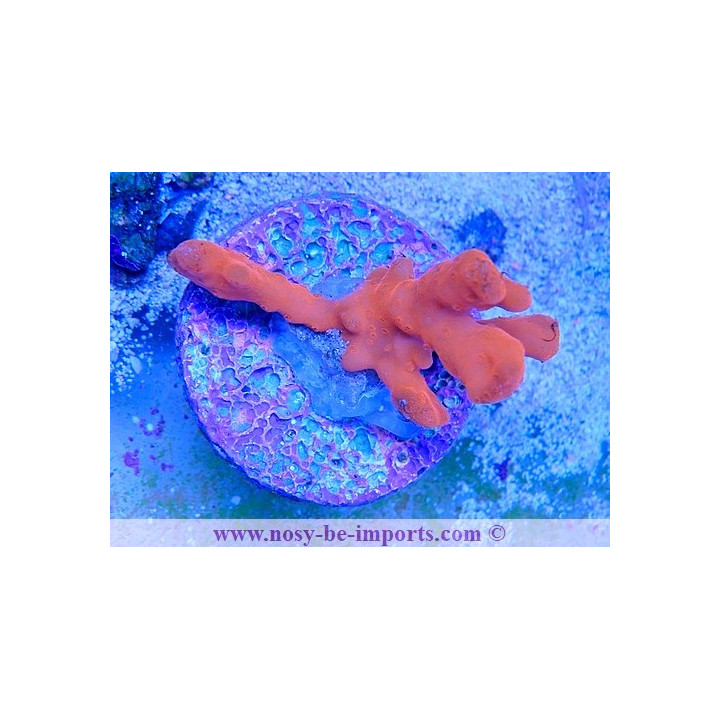 Montipora setosa