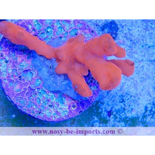 Montipora setosa