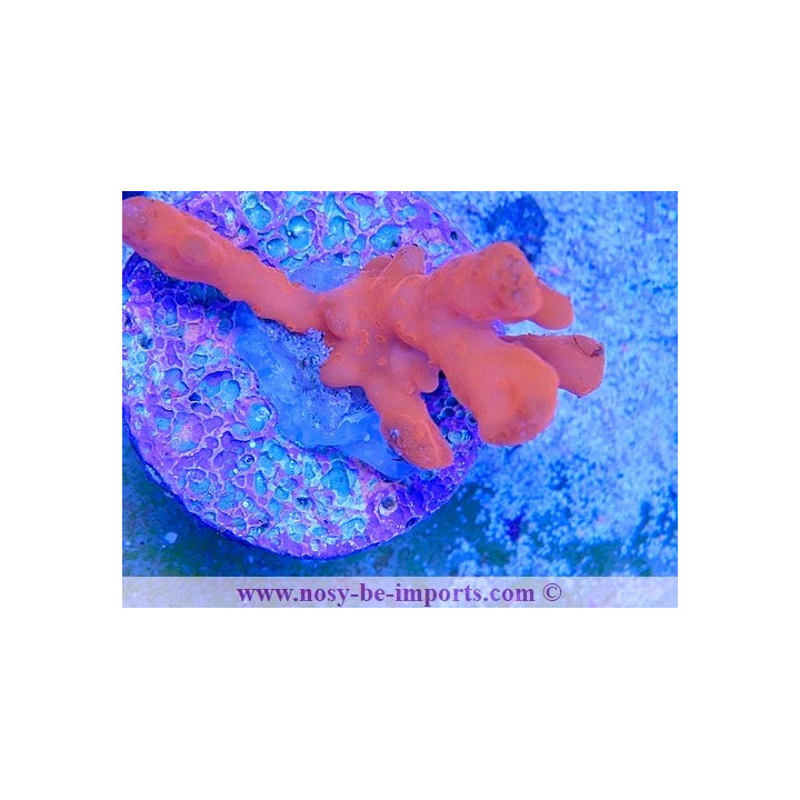 Montipora setosa