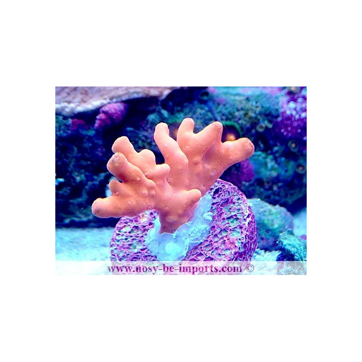 Montipora setosa