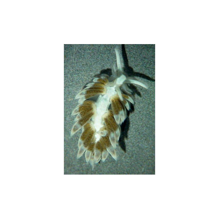 Berghia verrucicornis