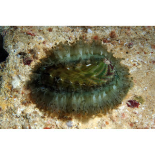 Haliotis asinina