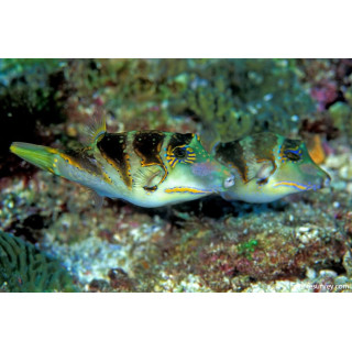 Canthigaster coronata