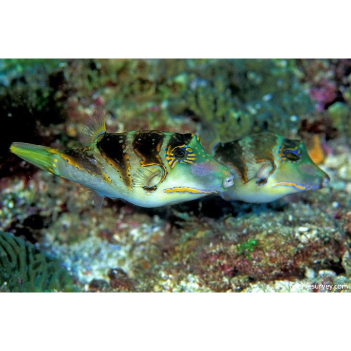 Canthigaster coronata