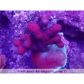 Montipora sp. WYSIWYG 19022025-1