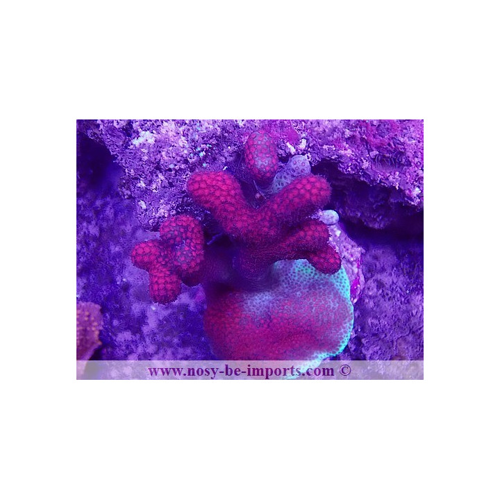 Montipora sp. WYSIWYG 19022025-1