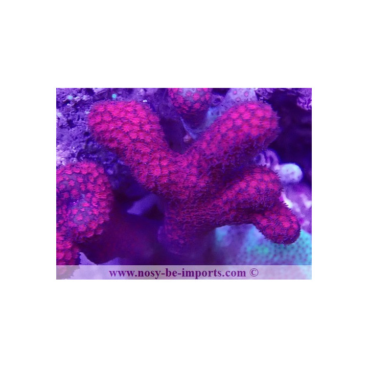 Montipora sp. WYSIWYG 19022025-1