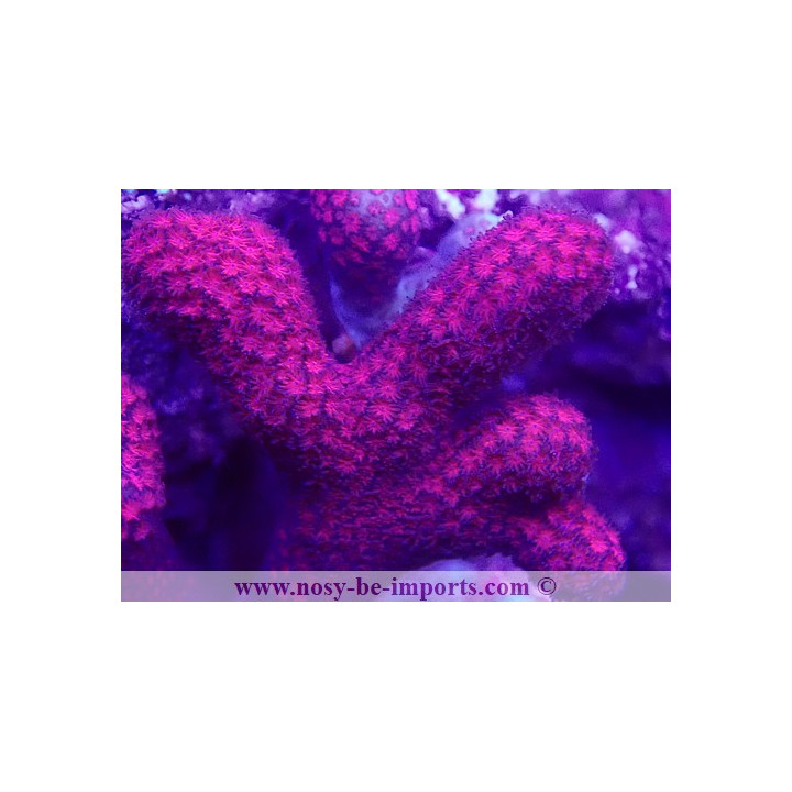 Montipora sp. WYSIWYG 19022025-1