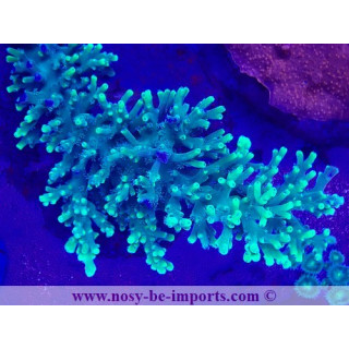 Acropora turaki WYSIWYG 19022025-2