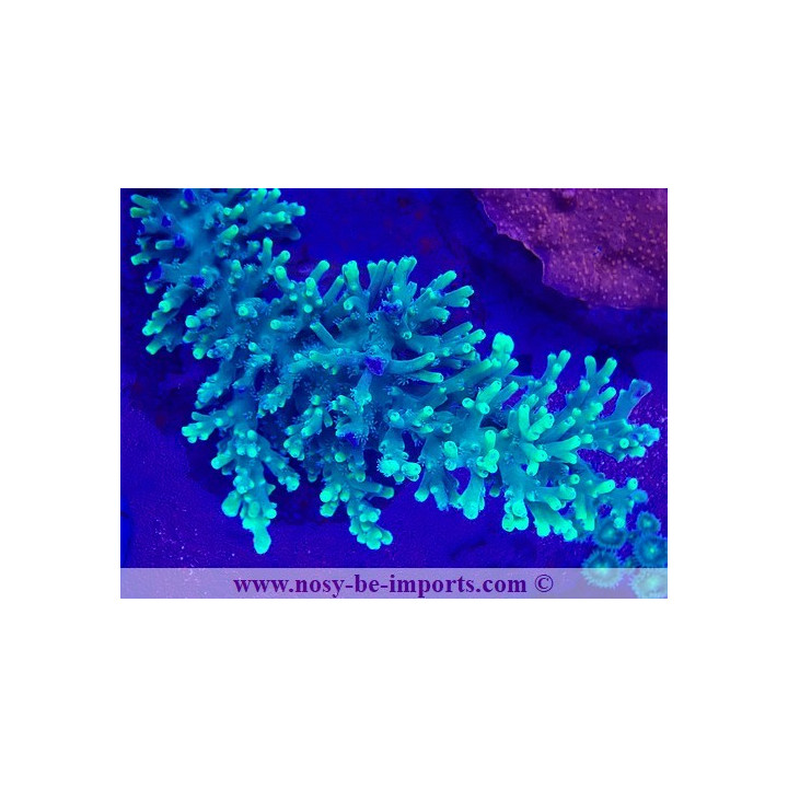Acropora turaki WYSIWYG 19022025-2