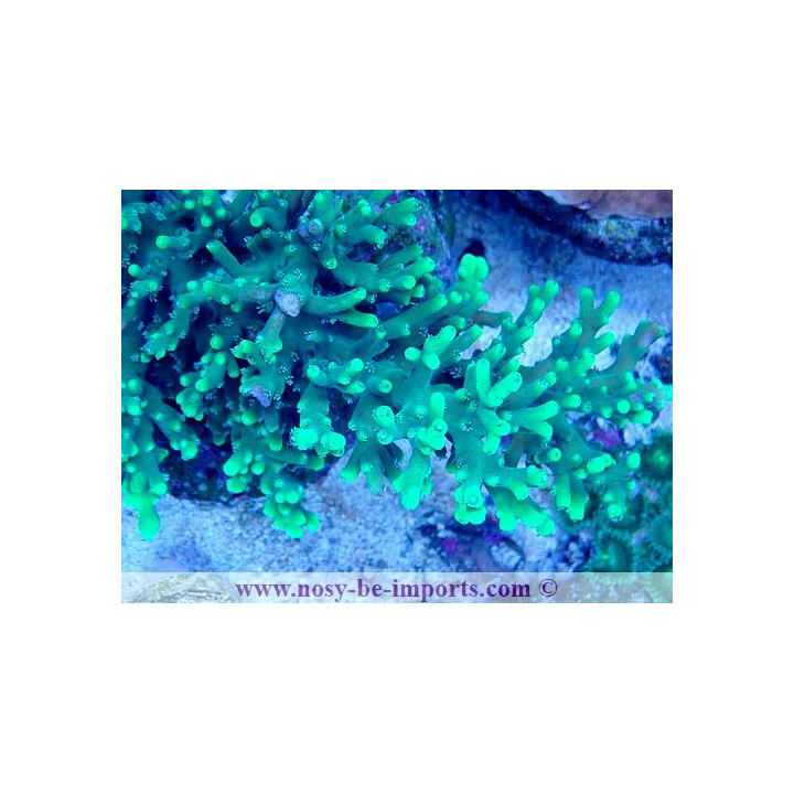 Acropora turaki WYSIWYG 19022025-2