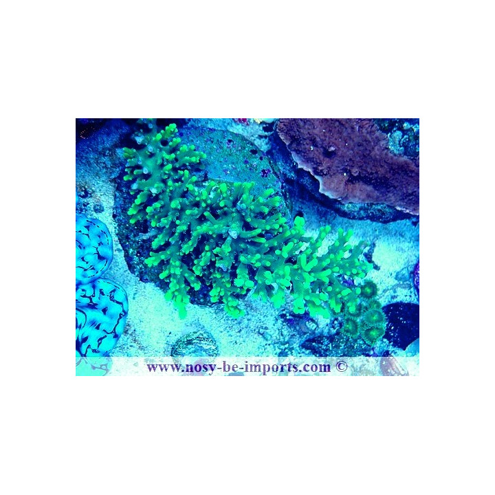 Acropora turaki WYSIWYG 19022025-2