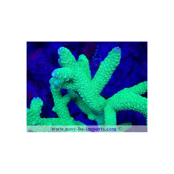 Acropora papillare WYSIWYG 19022025-3