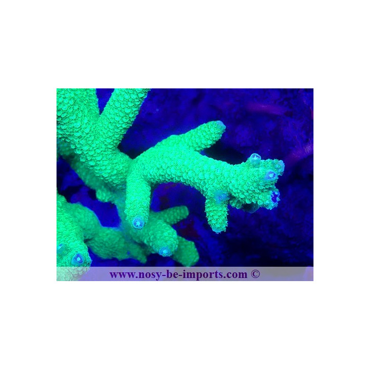 Acropora papillare WYSIWYG 19022025-3