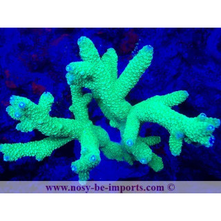 Acropora papillare WYSIWYG 19022025-3